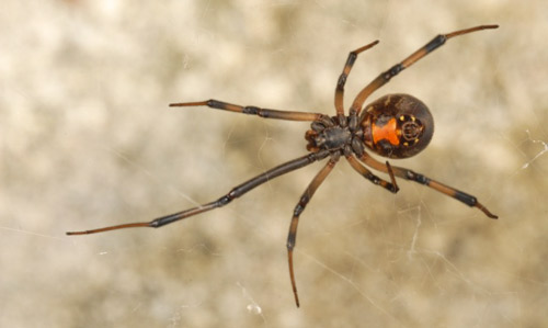 brown_widow_spider02.jpg