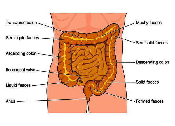 what-is-the-difference-between-diarrhea-and-loose-stool-light-loose-stool-l-cee11b5290e3ff33.jpeg